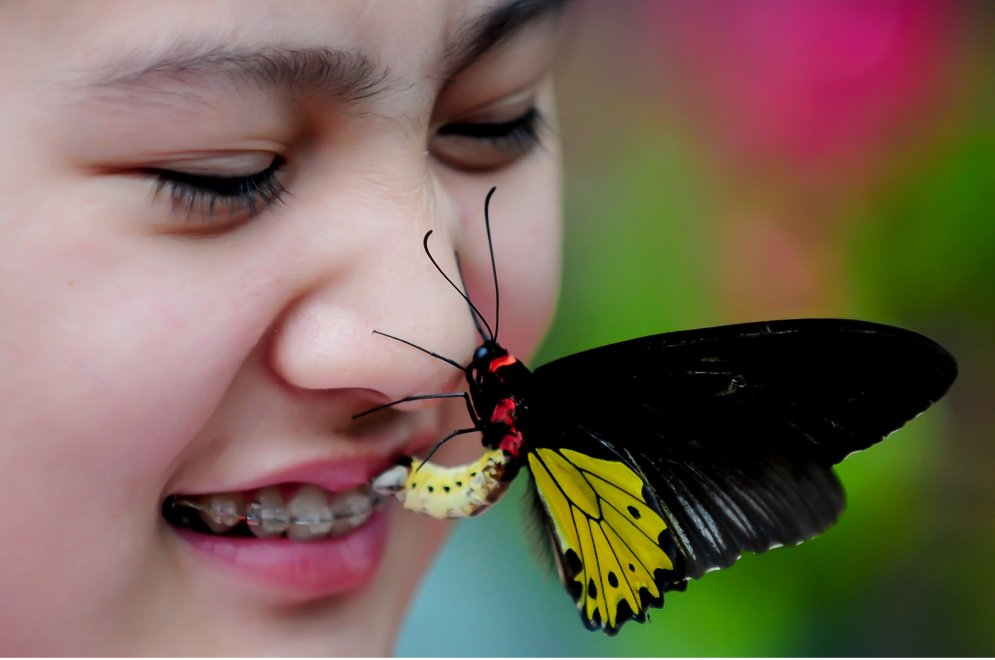 В Китае открылась "Долина бабочек"