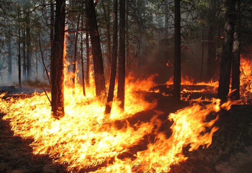 Uzmanīgi ar uguni: kā pasargāt mežu no ugunsnelaimes?