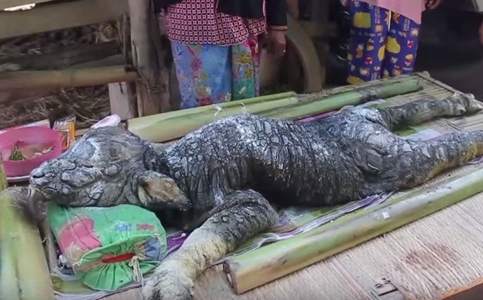 Taizemē atrasts monstrs – pa pusei bifelis, pa pusei krokodils