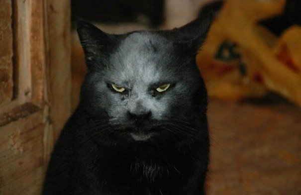 Jauns interneta briesmonis – kaķis, kurš izskatās pēc dēmona