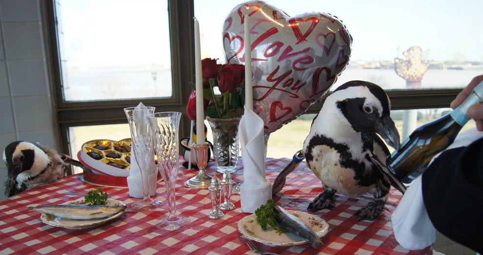 Коль и Зелда. Пара пингвинов просто отметила свой 22-ой день Св. Валентина вместе