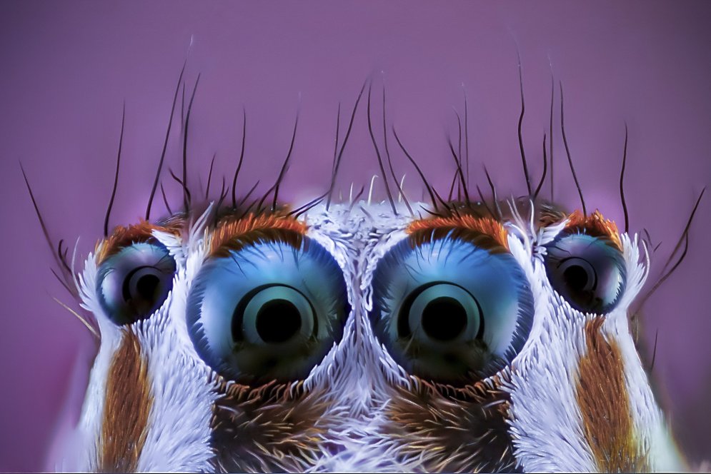 Страшные или милые? 12 макрофото пауков-скакунов с четырьмя парами… глаз