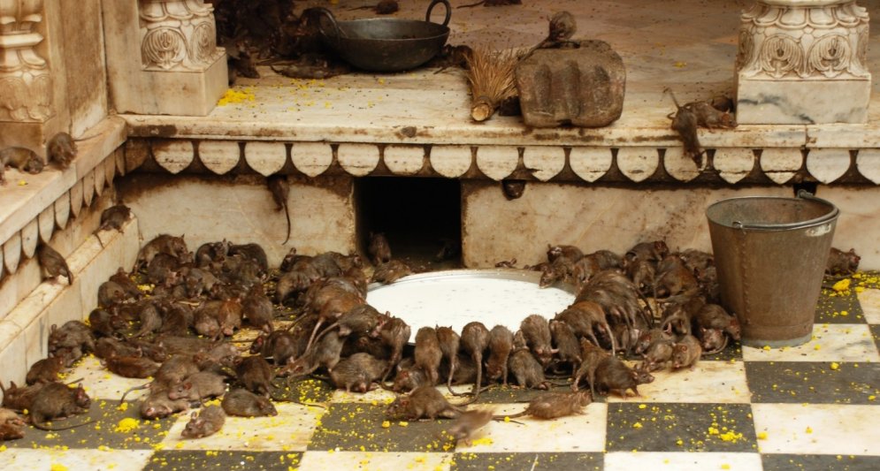 Neparasts templis Indijā, kuru pārvalda 20 000 žurku