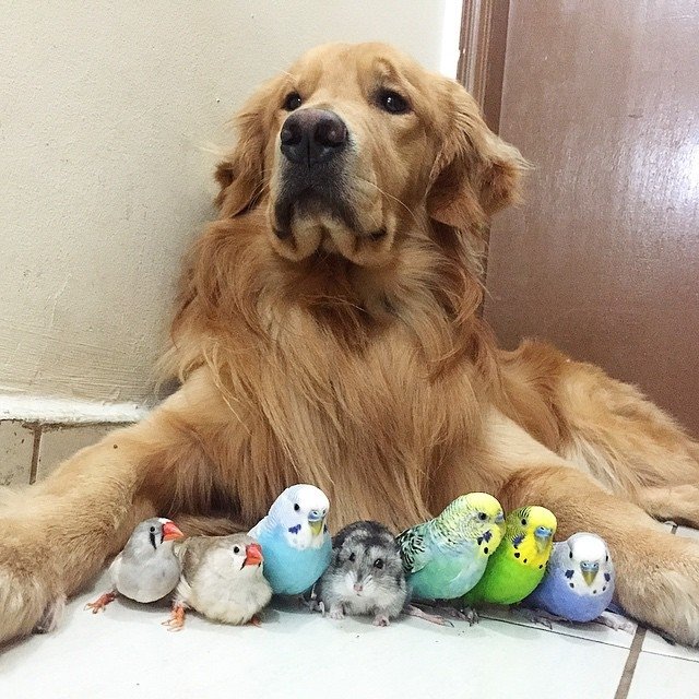 Neparasts draugu bariņš: suns, astoņi putni un viens kāmītis
