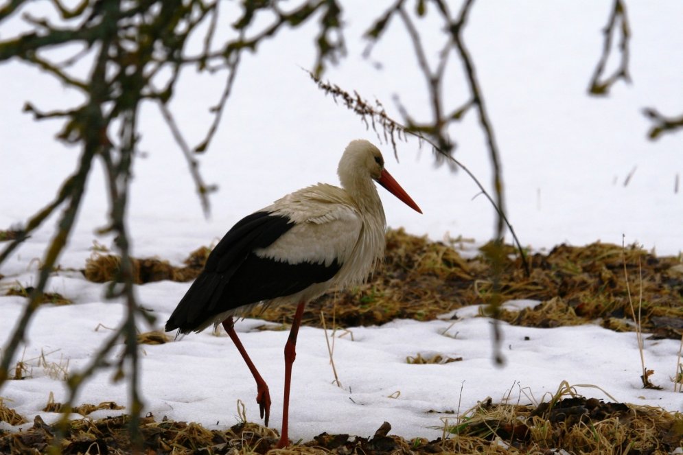 Pārsteidzošie Latvijas putni – interesanti fakti, ko varbūt nezināji