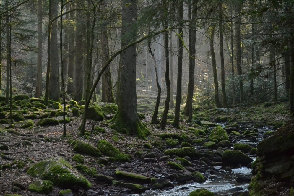 Pokaiņi un pieci citi maģiski meži no visas pasaules