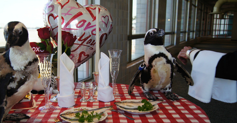 Коль и Зелда. Пара пингвинов просто отметила свой 22-ой день Св. Валентина вместе