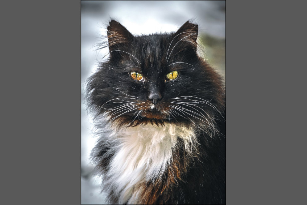 Смотри под ноги! 11 портретов бродячих котов авторства 19-летнего литовского фотографа