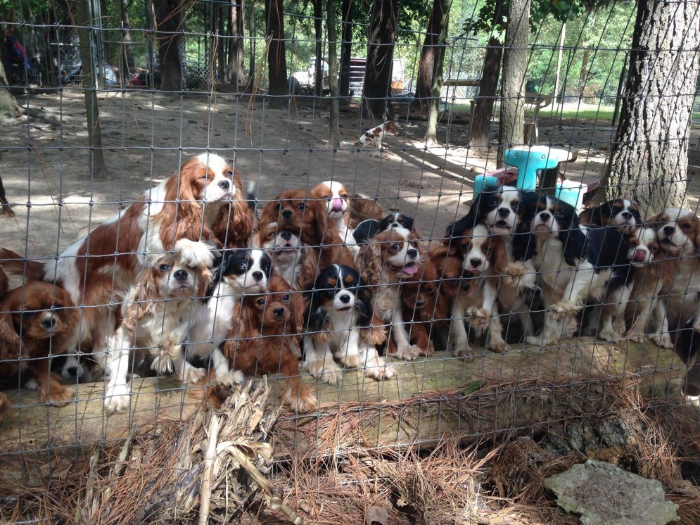 Операция "Спасение спаниелей": 108 собак были вызволены из рабства в лапах заводчиков