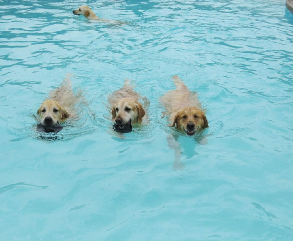 На седьмом небе от счастья: милые собаки из приюта резвятся в бассейне