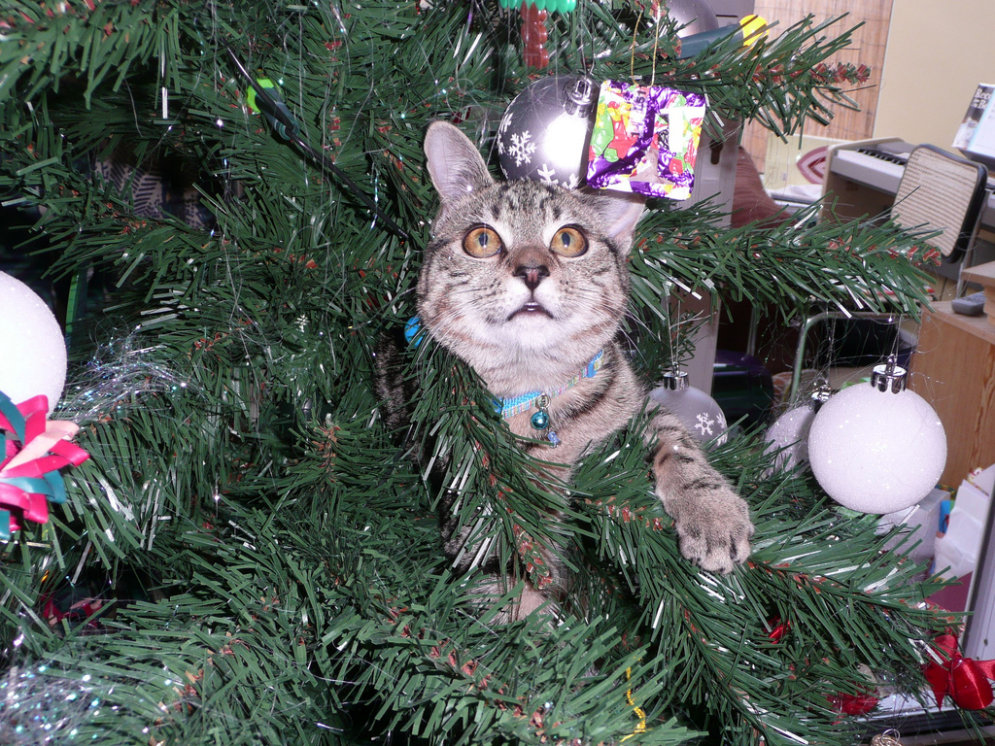 Kaķi, kuri domā, ka viņi ir Ziemassvētku rotājumi