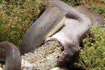 Episka cīņa: Pitons piecās stundās apēd aligatoru