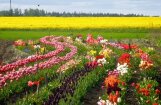 Foto pastaiga pa skaistu tulpju dārzu Tērvetē