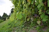 Foto: Pastaiga pa Sabiles Vīna kalnu, kur gatavojas vīnogas