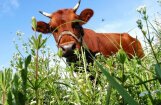 Latvijā top pirmā lielferma, kurā govis slauks roboti