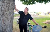 Salaspils Botāniskā dārza direktors gatavs pieķēdēties pie nociršanai paredzēta simtgadīga ozola