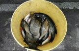 Mārupītes  apkaimē atrasta 361 beigta zivs; piesārņojums pēc avārijas trīs reizes pārsniedz normu