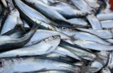 No maluzvejnieku tīkliem atbrīvo 300 kilogramus zivju