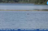 Video: Jēkabpilī Radžu ūdenskrātuvē mirst ūdensputni