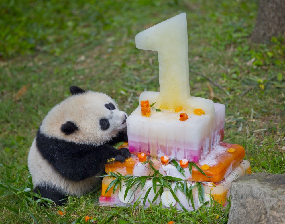 8 невероятно трогательных фотографий с первого дня рождения панды Бао-Бао