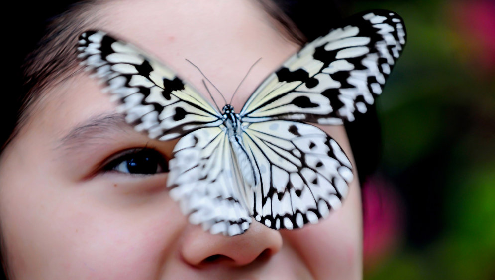 В Китае открылась "Долина бабочек"