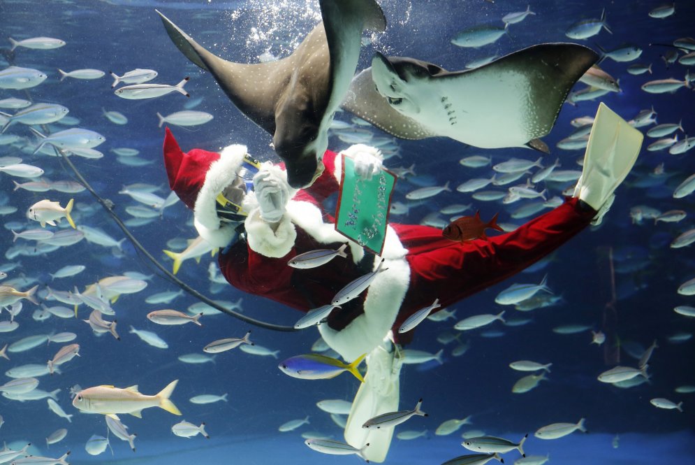 Pasaules zoodārzi Ziemassvētkos sveic dzīvniekus