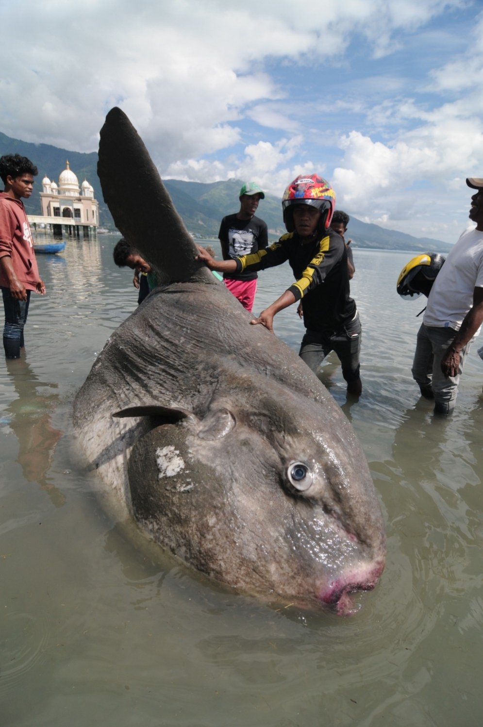 Pie Indonēzijas krastiem izskalots ļoti rets jūras 'monstrs'