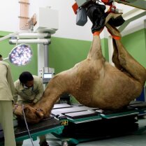 ФОТО: в ОАЭ открылась эксклюзивная клиника для верблюдов