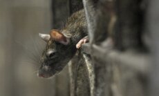 ВИДЕО: Как крысы проникают через канализацию в унитаз
