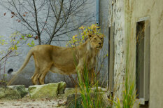 В Рижском зоопарке сделали новый вольер для львов; обживает его "эстонка" Тори