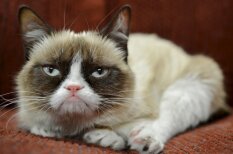 Nīgri, skābi, skumji un dusmīgi – pieci pasaulē slavenākie kaķi