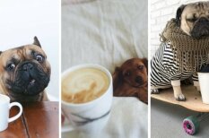 Кофедоги: 10 собак, которые любят кофе так же, как и ты (хотя наверняка сильнее)