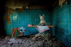 Bulterjers, kuram patīk fotografēties pamestās vietās Eiropā