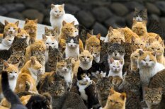 Kaķu armija iekaro nomaļu salu, atstājot iedzīvotājus mazākumā