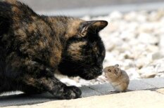 Ļoti netipiski kadri ar sirsnīgu kaķa un peles draudzību