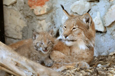 В Рижском зоопарке пополнение — рысь родила тройняшек