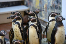 Спешите видеть: в Рижский зоопарк на время приехали 14 пингвинов Гумбольдта