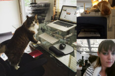 10 доказательств того, что в каждом офисе должен быть кот