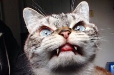 Interneta varonis – kaķis, kurš izskatās pēc īsta vampīra