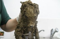 Спасатели нашли это непонятное существо в грязи и лишь отмыв узнали, что это…