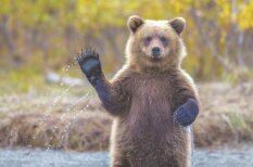 Этот народ не победить: российские туристы прогнали медведя, исполнив &quot;А нам все равно...&quot;