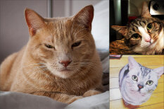 Невозмутимость в кото-квадрате: коты, которые переиграют тебя в гляделки