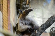 В Рижском зоопарке поселилась замечательная парочка четырехпалых тамандуа