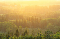 &#x27;Latvijas valsts mežu&#x27; teritorijā iestādīti 26 miljoni jaunu koku