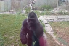 ВИДЕО: Горилла в зоопарке напала, увидев, как девочка бьет себя кулаками в грудь