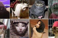 Котиками по ИГИЛу: Жители Брюсселя путают террористов фоточками котов в &quot;Твиттере&quot;