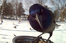 Женщина кормит птиц зимой и делает их смешные &quot;селфи&quot; у кормушки. Вот 20 примеров