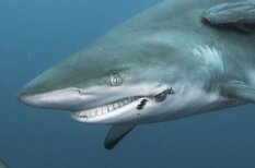Dienvidāfrikas ūdeņos manīta priecīga haizivs ar plašu smaidu
