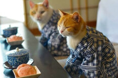 Кошки в кимоношке - новый мегатренд сумасшедшей, но котолюбивой Японии
