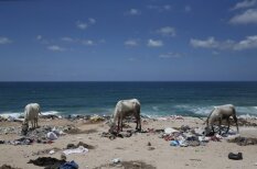Dzīvnieki Gazas joslā spiesti ēst pat plastmasu